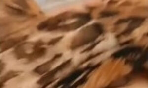 HOME ALONE MASTURBATING TO ORGASM